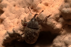 Molytinae