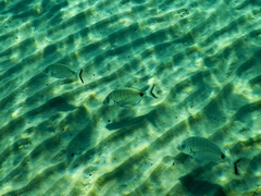 Diplodus sargus