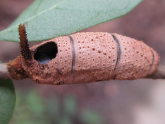Sphingidae