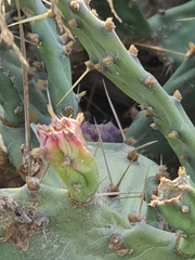 Opuntia
