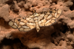 Hileithia magualis