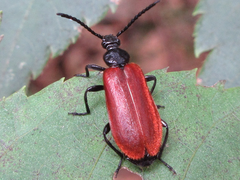 Pyrochroidae
