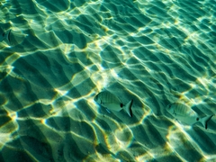 Diplodus sargus