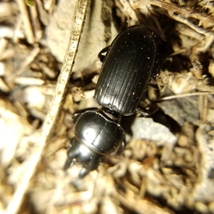 Scarites subterraneus