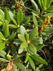 Rhododendron caucasicum