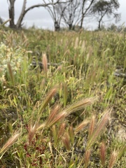 Hordeum