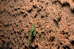 Insara elegans