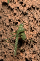 Insara elegans