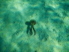 Pelagia noctiluca