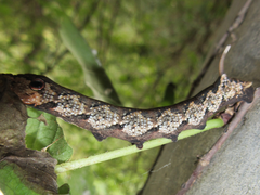 Rhagastis mongoliana