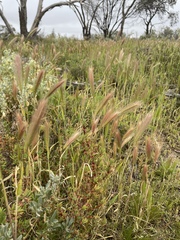 Hordeum