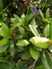 Rhododendron caucasicum