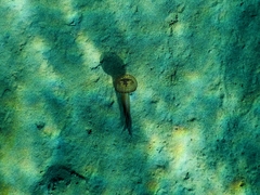 Pelagia noctiluca