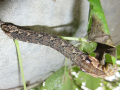 Rhagastis mongoliana