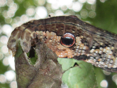 Rhagastis mongoliana