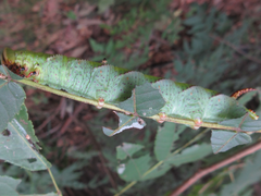 Phyllosphingia dissimilis