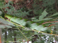 Phyllosphingia dissimilis