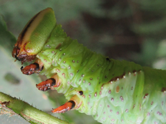 Phyllosphingia dissimilis