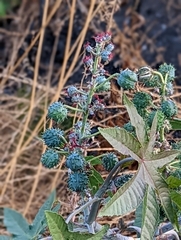 Ricinus communis
