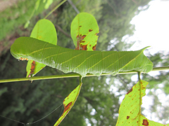 Clanis bilineata