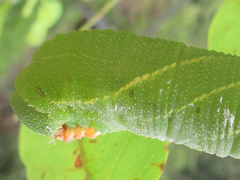Clanis bilineata