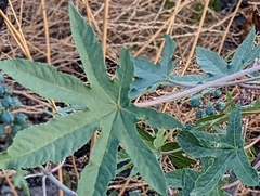 Ricinus communis