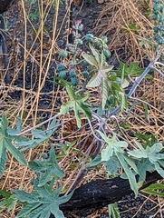 Ricinus communis