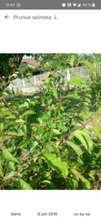 Prunus spinosa dasyphylla
