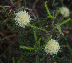 Banksia kippistiana kippistiana