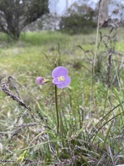 Swainsona procumbens