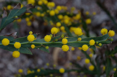 Acacia glaucoptera