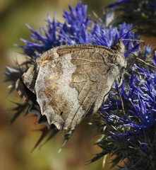 Hipparchia statilinus