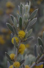 Acacia lanuginophylla