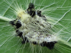 Acronicta major