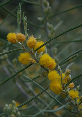 Acacia ashbyae