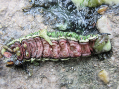 Sphinx morio arestus