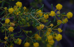 Acacia spathulifolia