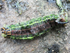 Sphinx morio arestus