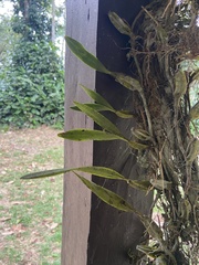 Bulbophyllum