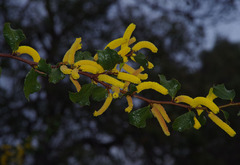 Acacia denticulosa