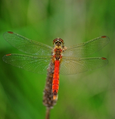 Sympetrum depressiusculum
