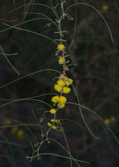 Acacia merinthophora