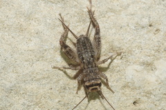 Eumodicogryllus bordigalensis