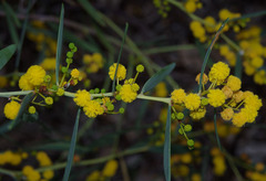 Acacia blakelyi