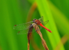 Sympetrum depressiusculum