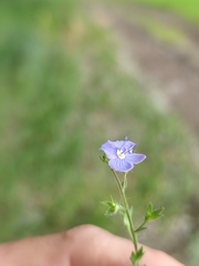 Veronica chamaedrys
