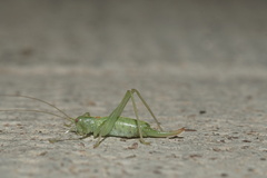 Meconema meridionale