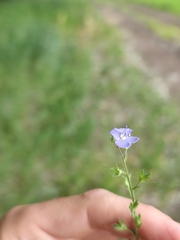 Veronica chamaedrys