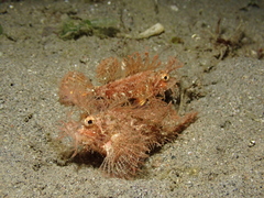 Pteroidichthys amboinensis