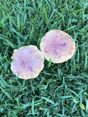 Pulchroboletus rubricitrinus